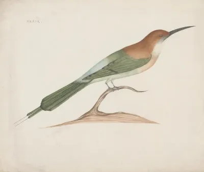 Indian Birds Pl 39