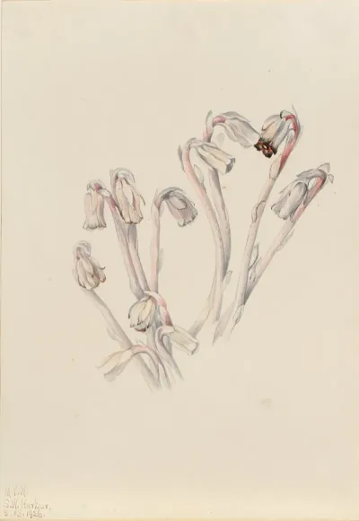 Indian Pipe Monotropa Uniflora