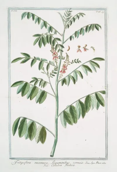 Indigofera Racemosa Seguminibus Cernuis Colutea Indica Rusty Indigo