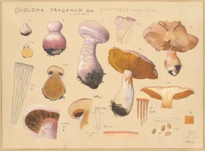 Inoloma Traganum Fries