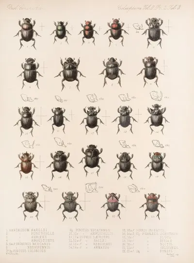 Insecta Coleoptera Pl 003