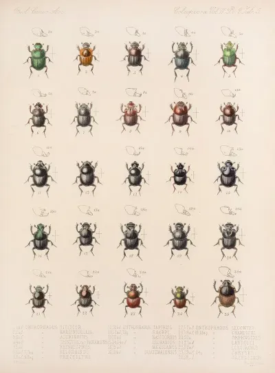 Insecta Coleoptera Pl 005