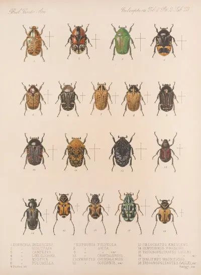 Insecta Coleoptera Pl 023