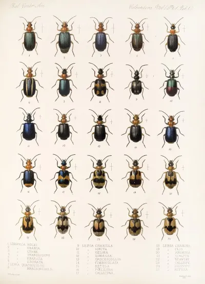 Insecta Coleoptera Pl 034