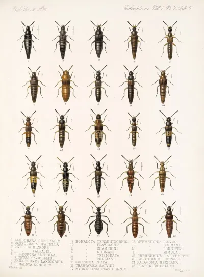 Insecta Coleoptera Pl 042