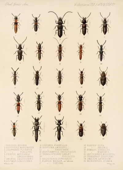 Insecta Coleoptera Pl 056