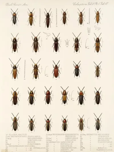 Insecta Coleoptera Pl 072