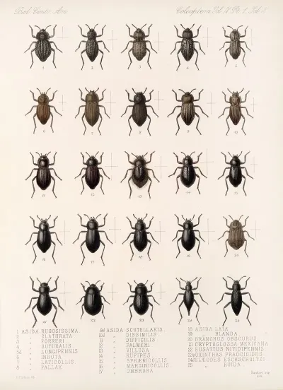 Insecta Coleoptera Pl 098