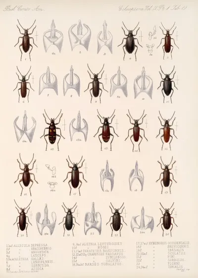 Insecta Coleoptera Pl 114