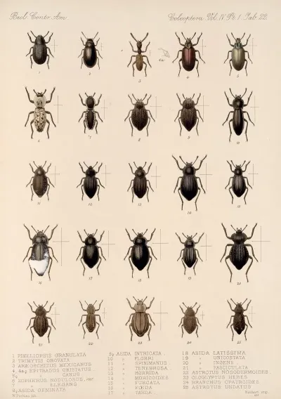 Insecta Coleoptera Pl 117