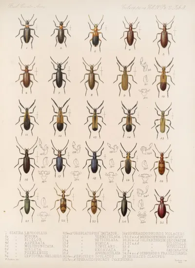 Insecta Coleoptera Pl 121