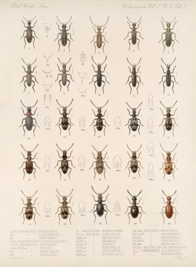 Insecta Coleoptera Pl 127