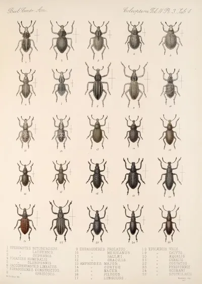 Insecta Coleoptera Pl 143