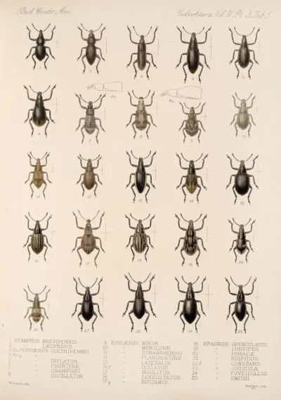 Insecta Coleoptera Pl 144