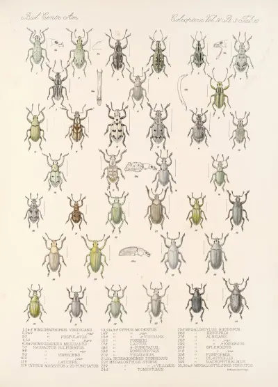 Insecta Coleoptera Pl 149