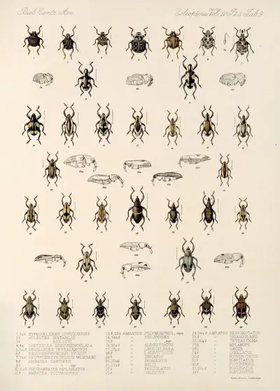 Insecta Coleoptera Pl 183