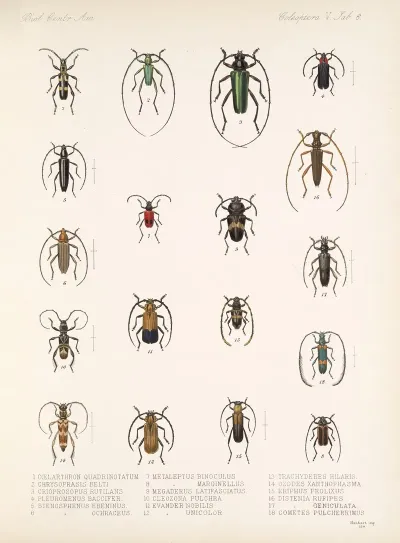 Insecta Coleoptera Pl 212