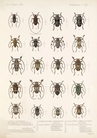Insecta Coleoptera Pl 217