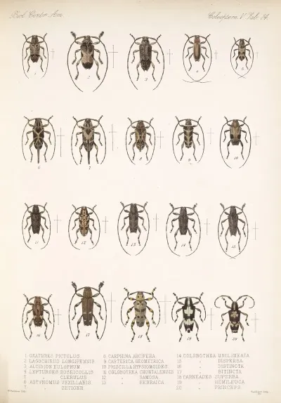 Insecta Coleoptera Pl 220