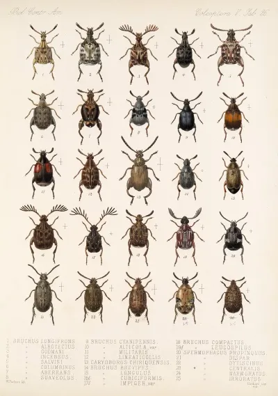 Insecta Coleoptera Pl 232