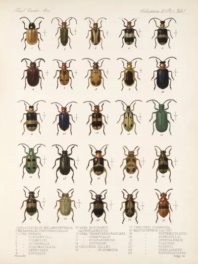 Insecta Coleoptera Pl 233