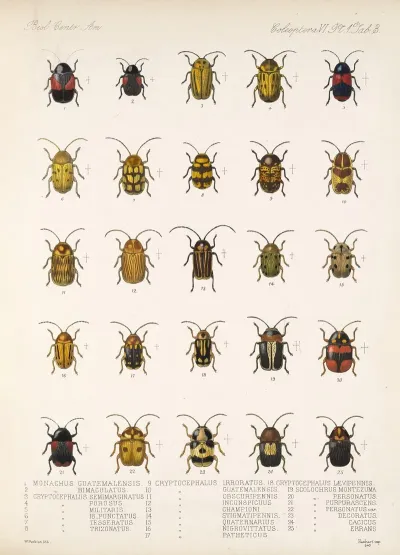 Insecta Coleoptera Pl 235