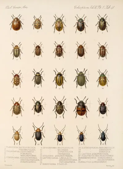 Insecta Coleoptera Pl 273