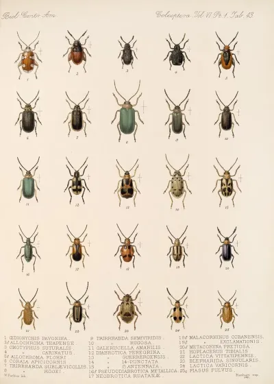 Insecta Coleoptera Pl 275