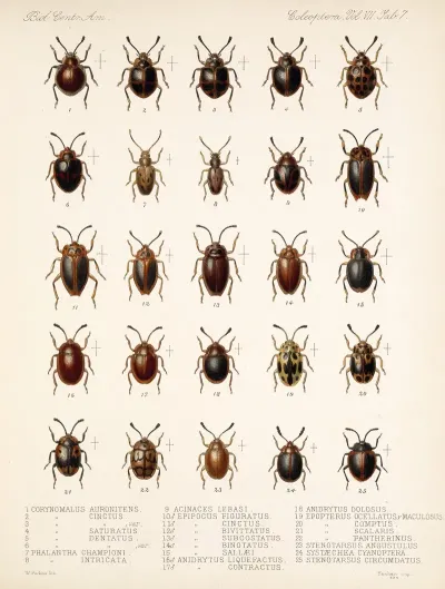 Insecta Coleoptera Pl 295