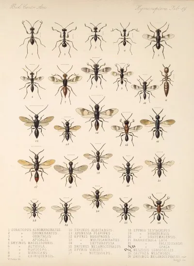 Insecta Hymenoptera Pl 19