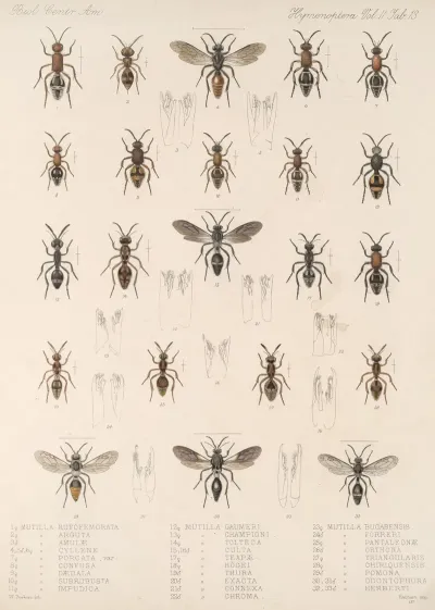 Insecta Hymenoptera Pl 33