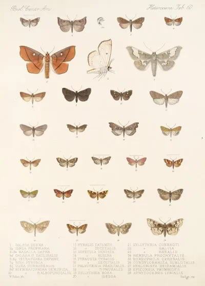 Insecta Lepidoptera Heterocera Pl 060