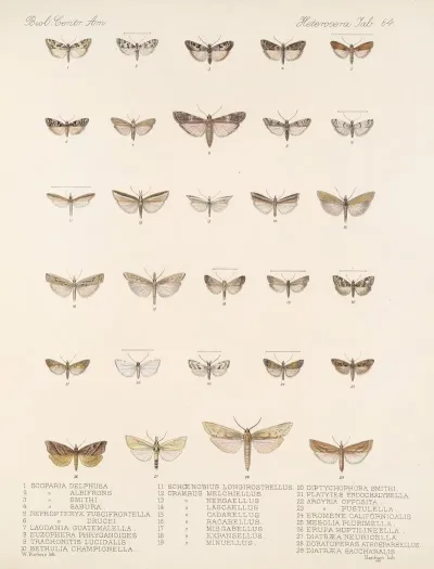 Insecta Lepidoptera Heterocera Pl 064
