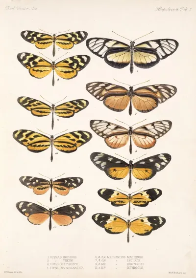Insecta Lepidoptera Rhopalocera Pl 001