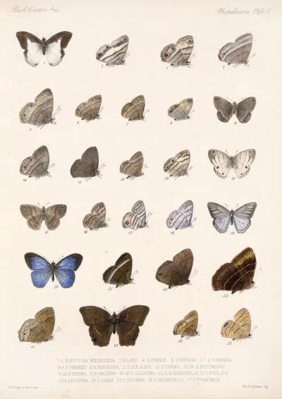 Insecta Lepidoptera Rhopalocera Pl 008