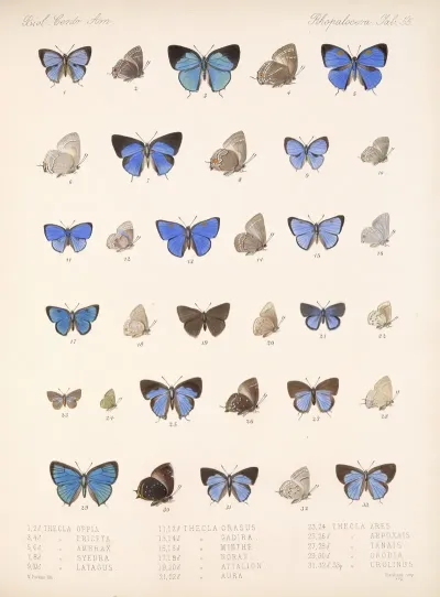 Insecta Lepidoptera Rhopalocera Pl 056