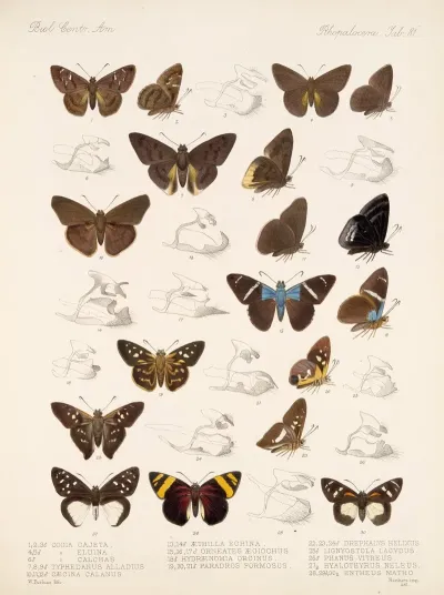 Insecta Lepidoptera Rhopalocera Pl 082