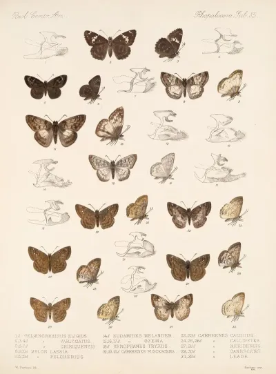 Insecta Lepidoptera Rhopalocera Pl 086
