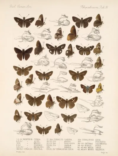 Insecta Lepidoptera Rhopalocera Pl 099