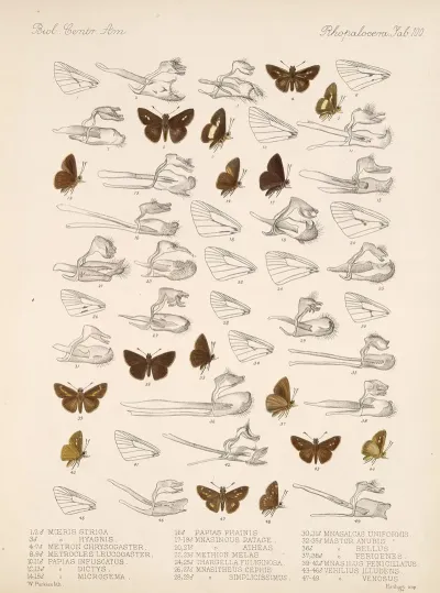 Insecta Lepidoptera Rhopalocera Pl 101