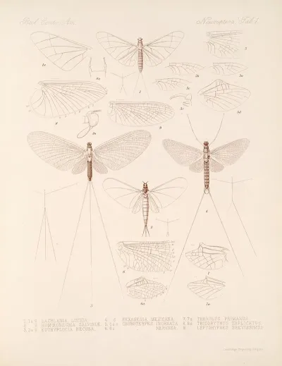 Insecta Neuroptera Pl 1
