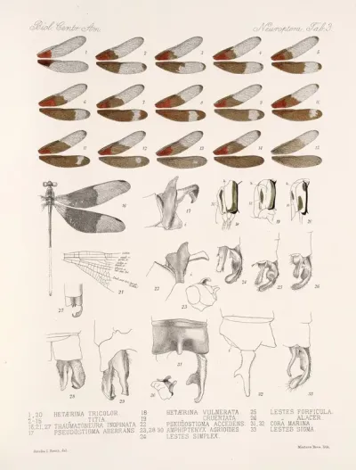 Insecta Neuroptera Pl 2