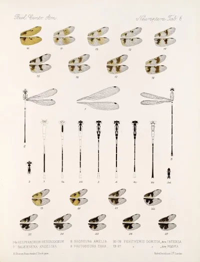Insecta Neuroptera Pl 3