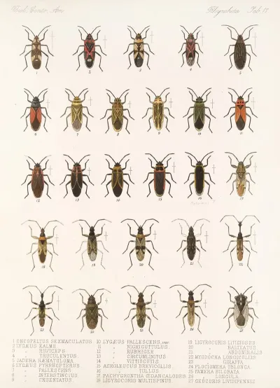 Insecta Rhynchota Hemiptera Heteroptera Pl 17