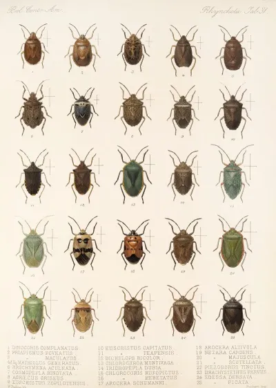 Insecta Rhynchota Hemiptera Heteroptera Pl 31
