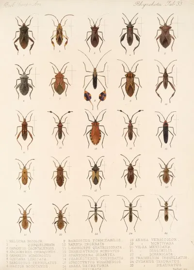 Insecta Rhynchota Hemiptera Heteroptera Pl 33
