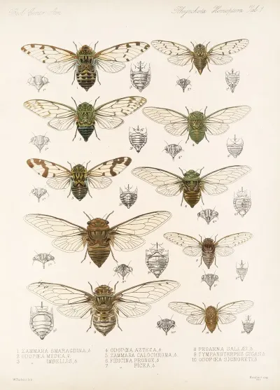 Insecta Rhynchota Hemiptera Homoptera Pl 01