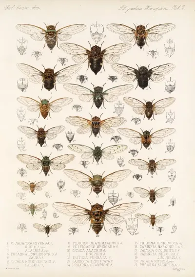 Insecta Rhynchota Hemiptera Homoptera Pl 03