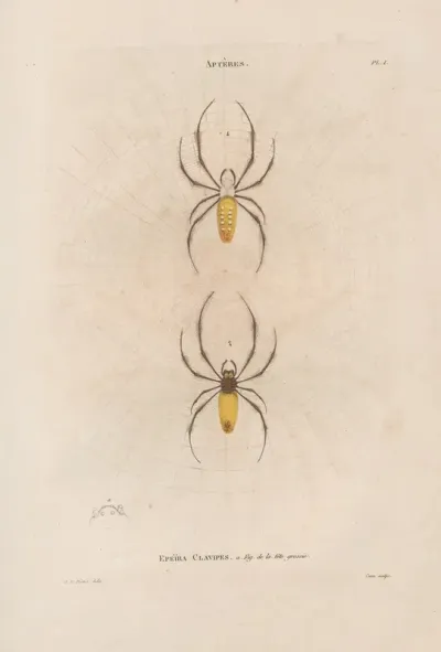 Insectes Recueillis En Afrique Et En Amerique Pl 02