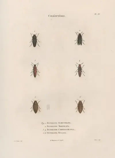 Insectes Recueillis En Afrique Et En Amerique Pl 07